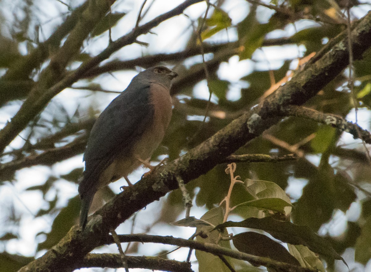 Small Sparrowhawk - Bill Bacon