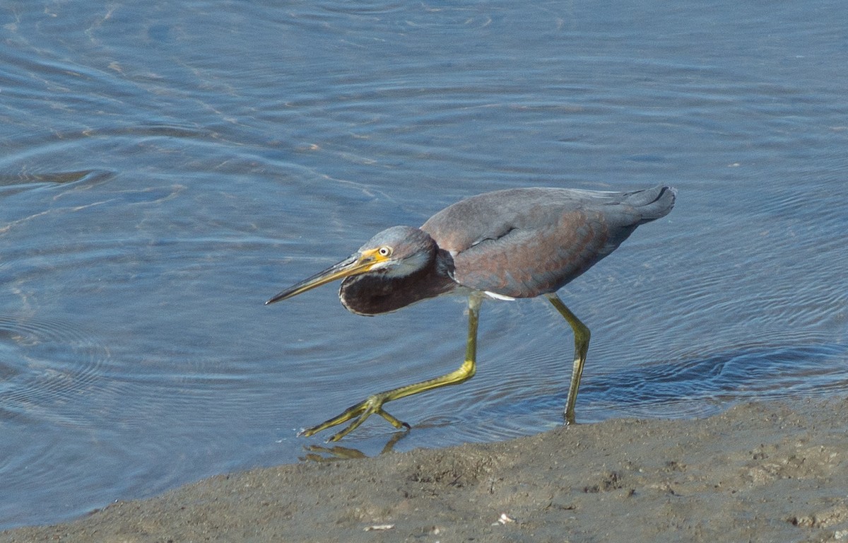 Tricolored Heron - ML70708151