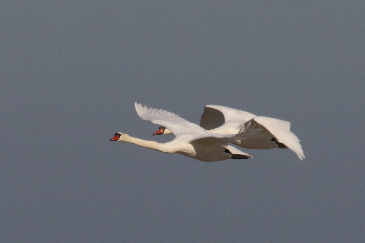 Mute Swan - ML70708181