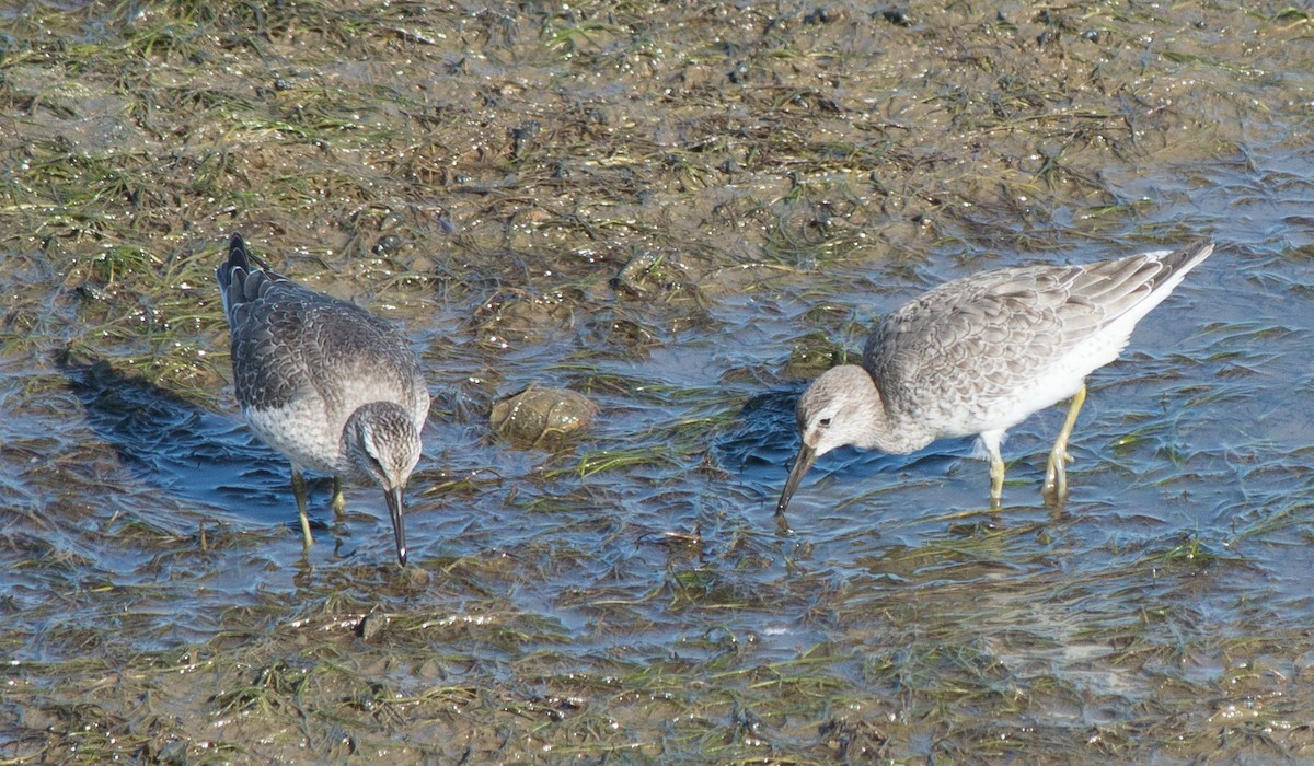 Red Knot - ML70708201