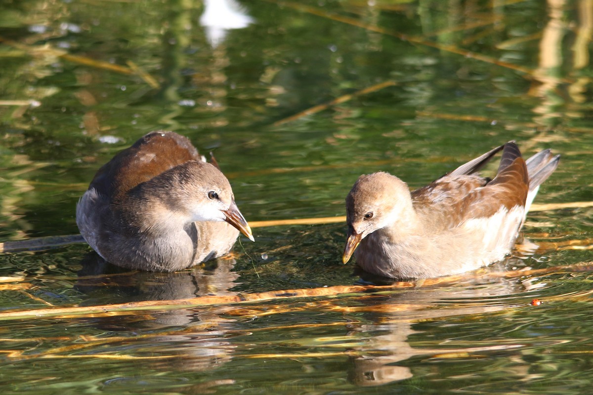 Eurasian Moorhen - Tatyana Korzhitskaya