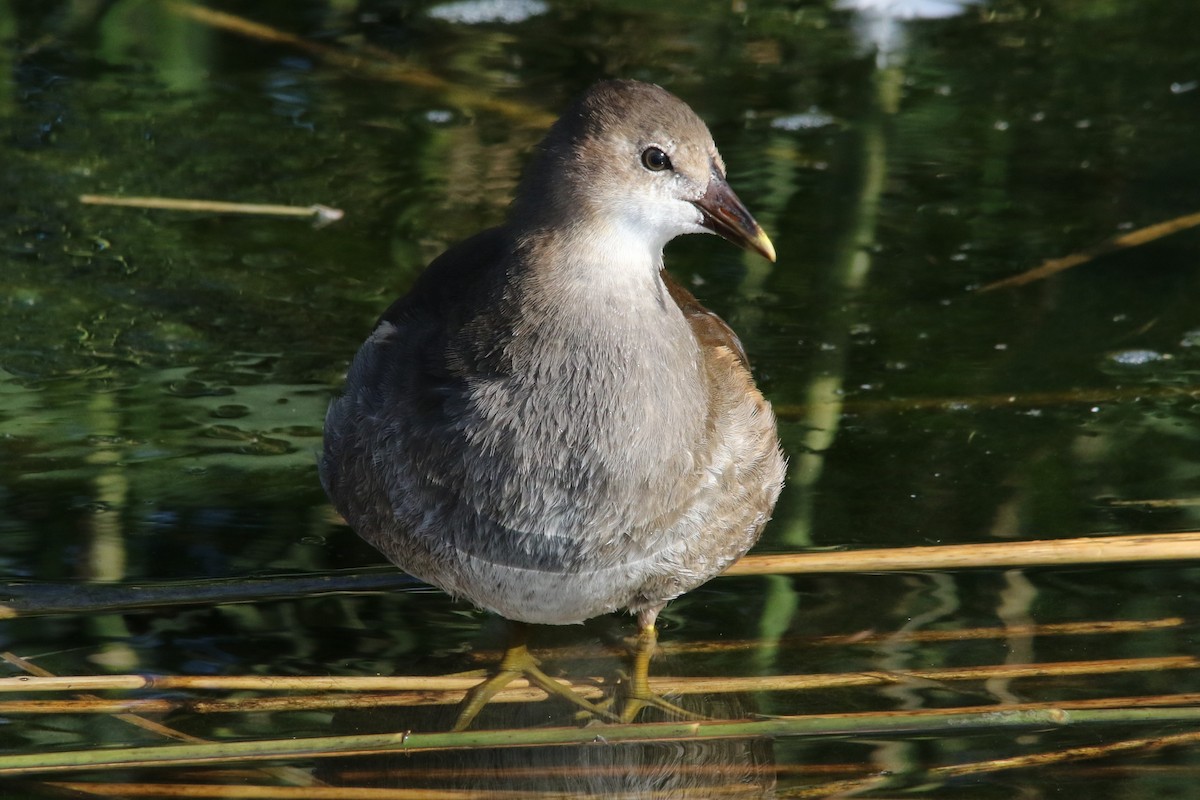 Eurasian Moorhen - ML70708361