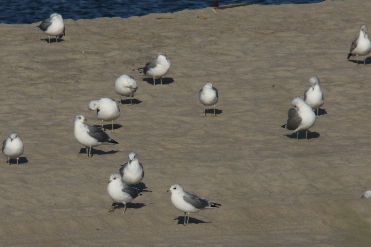 Common Gull - ML70708601