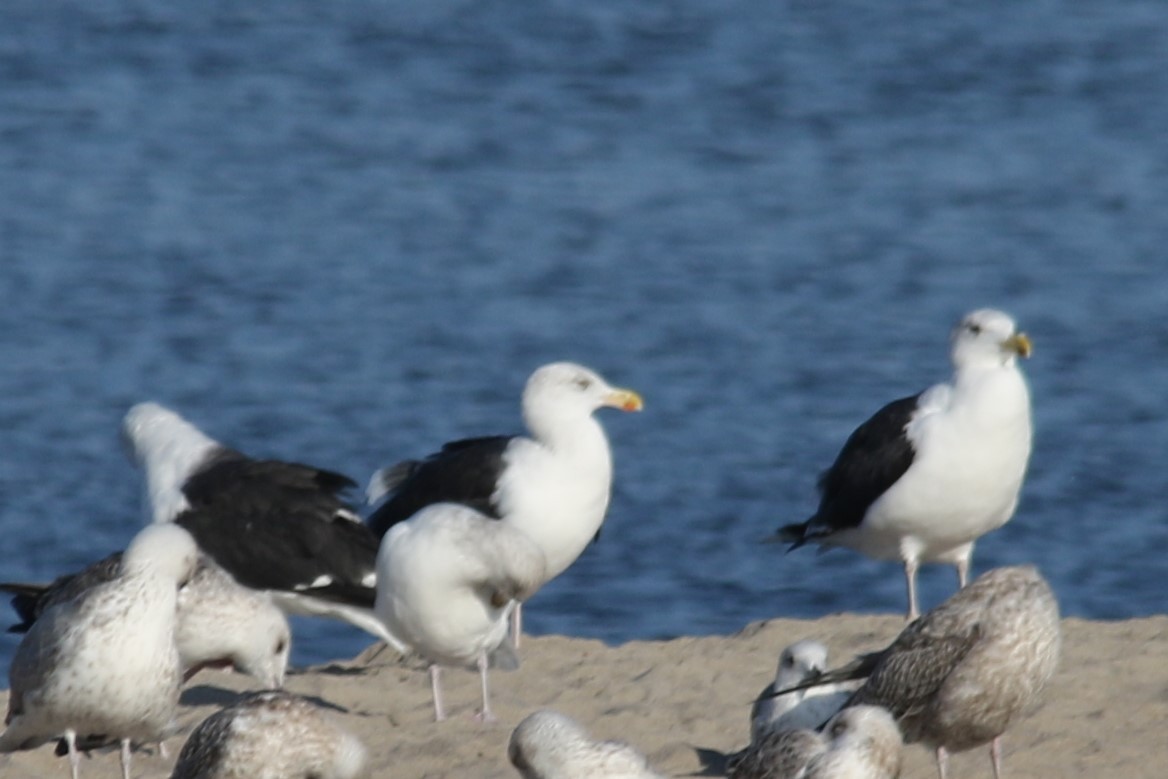 Great Black-backed Gull - ML70708871