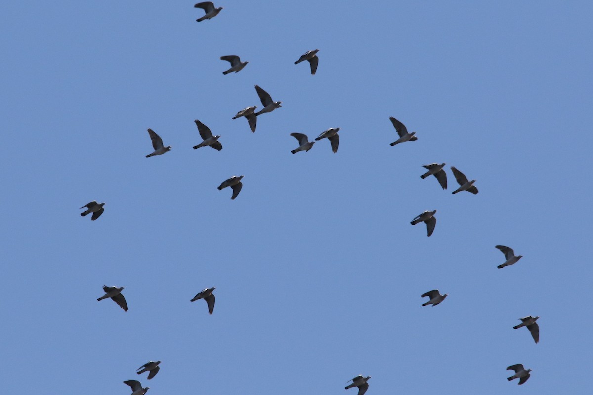 Common Wood-Pigeon - ML70708991