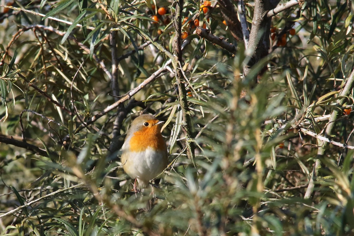 European Robin - ML70709161