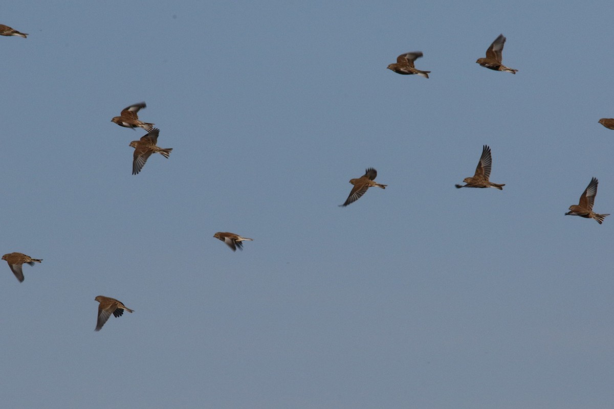 Eurasian Linnet - ML70709381