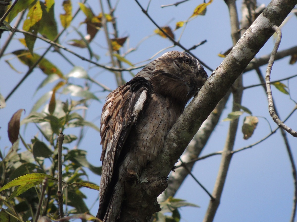 Northern Potoo - ML70710181