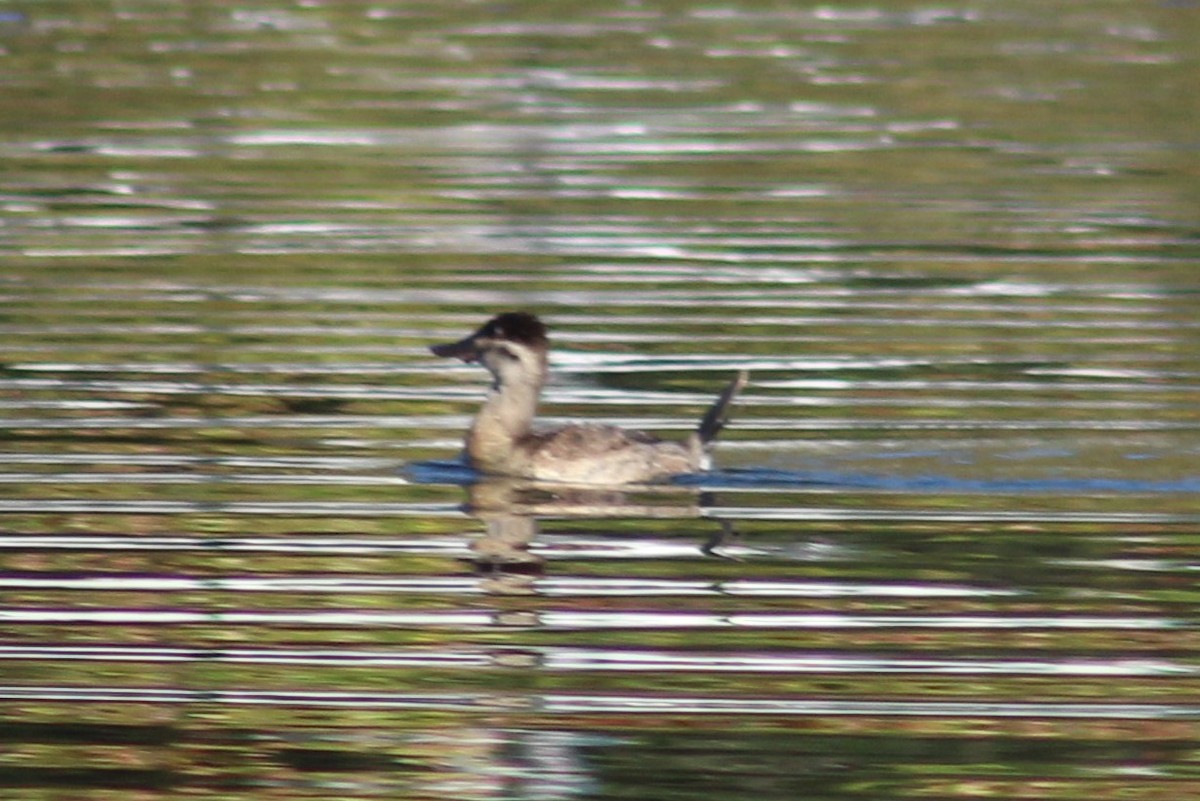 צחראש אדמוני - ML70712121