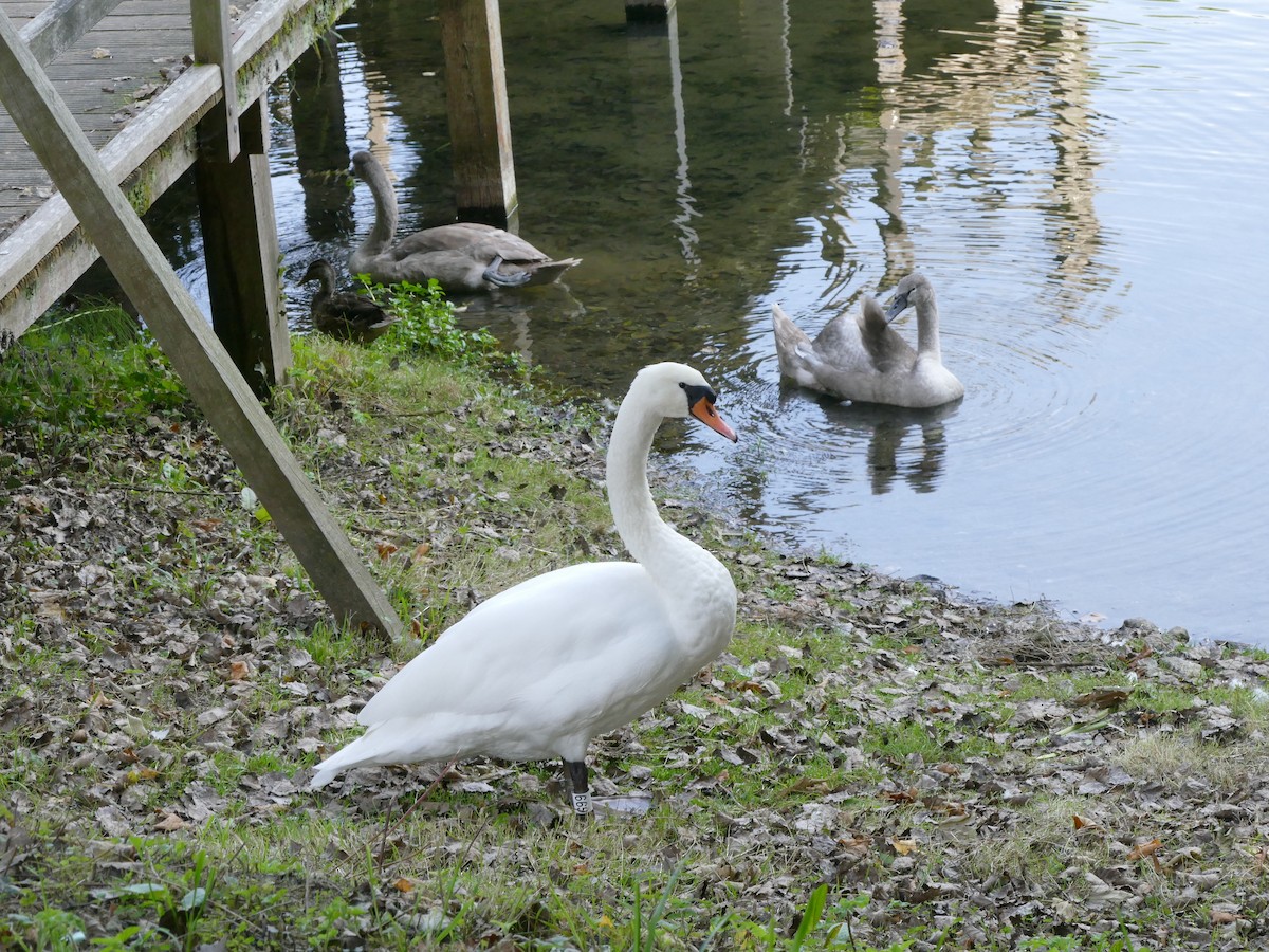 Mute Swan - ML70712351