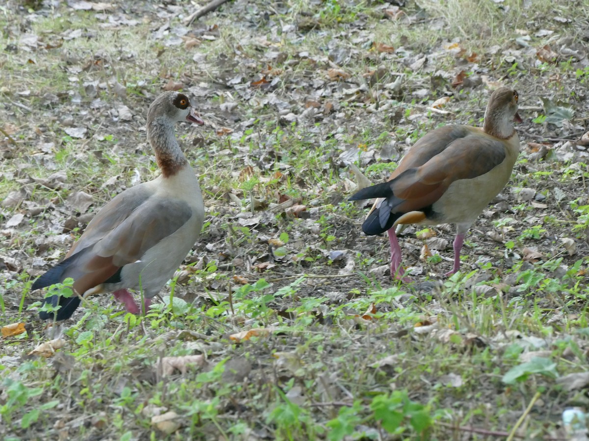 Nilgans - ML70712451