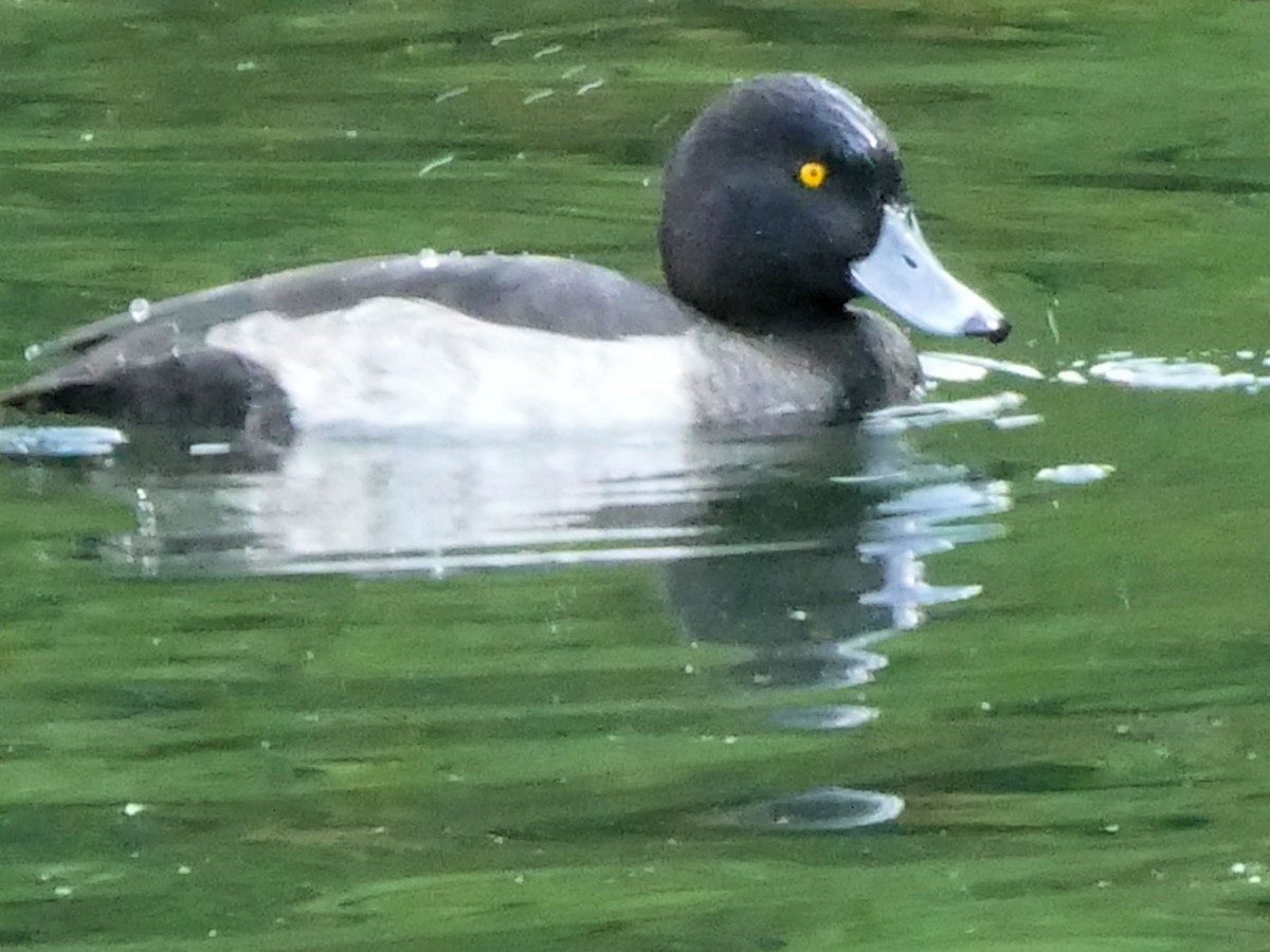 Tufted Duck - Teresa Cohen