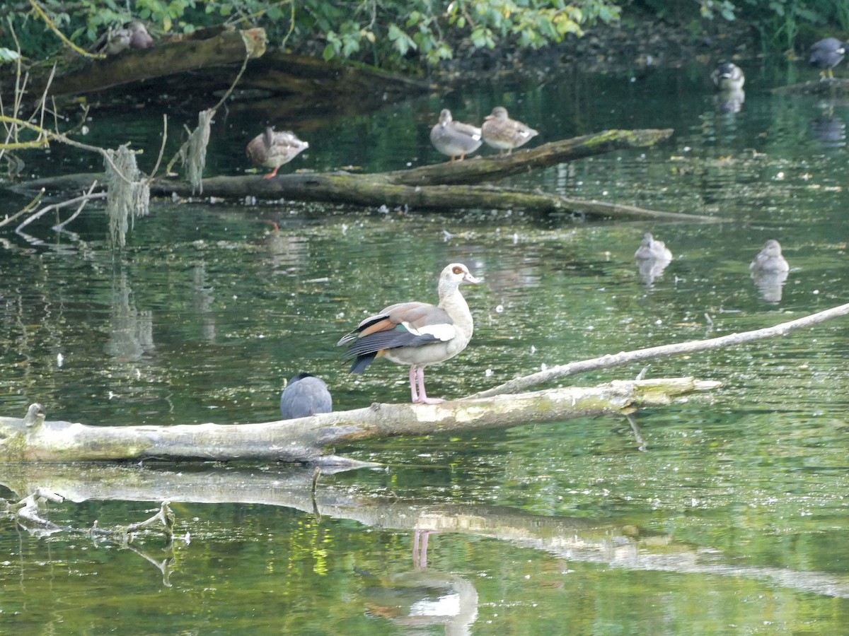 Gadwall - Teresa Cohen