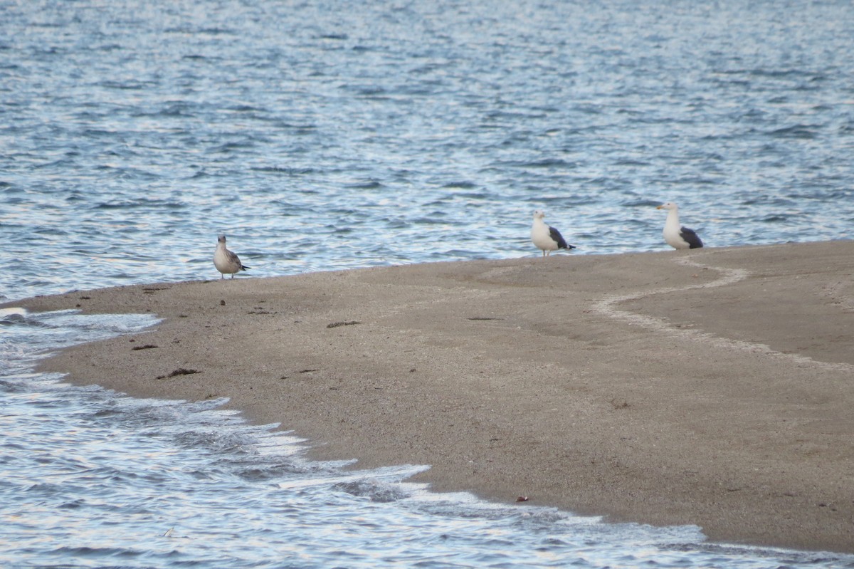 Yellow-footed Gull - Mujeres Con Alas