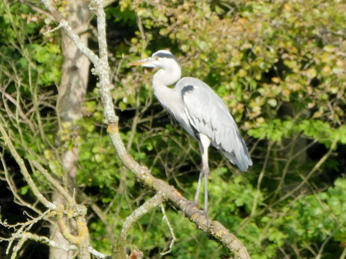 Gray Heron - ML70714231