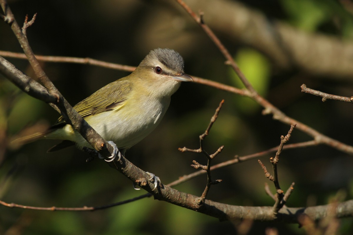 Red-eyed Vireo - ML70714411