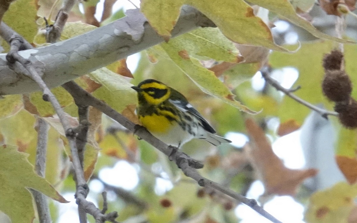 Townsend's Warbler - ML70715491