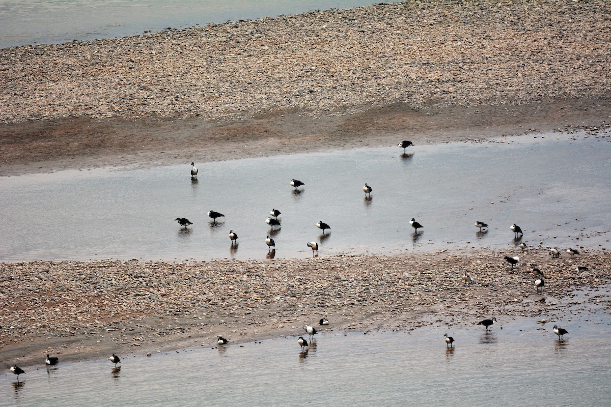 Comb Duck - ML70719301