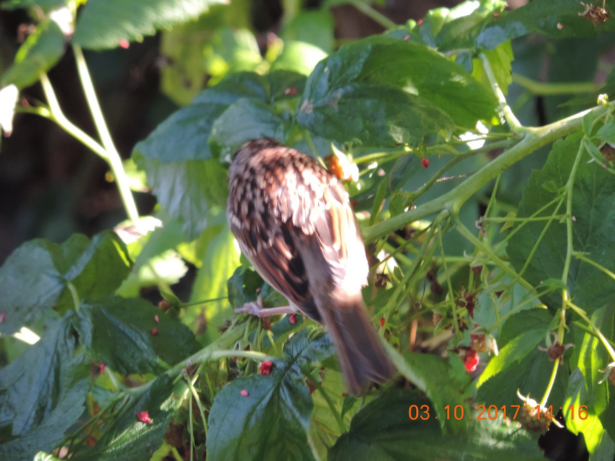 White-throated Sparrow - ML70720291