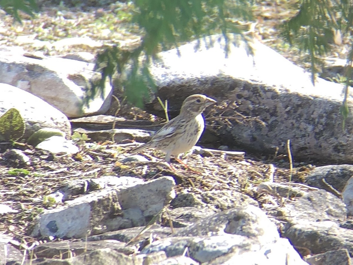 Lark Bunting - Jody Allair