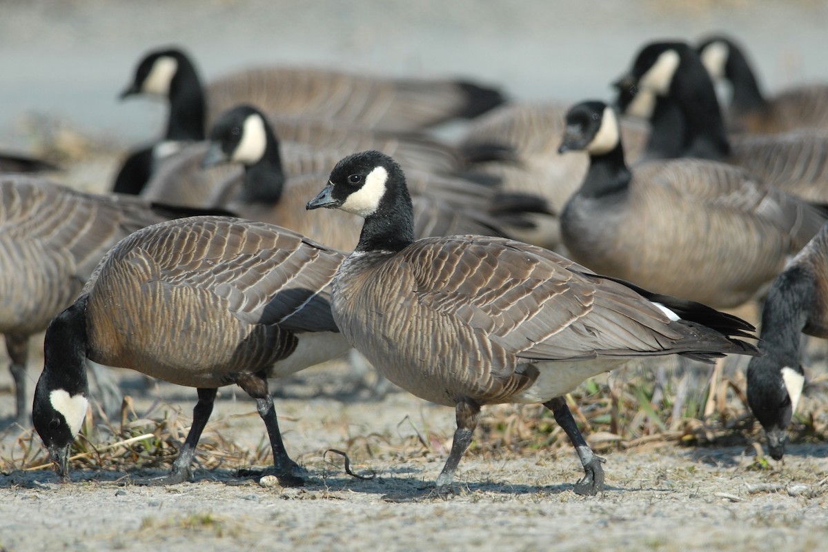 Cackling Goose (minima) - Cameron Eckert