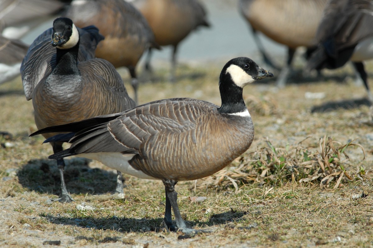 Cackling Goose (minima) - Cameron Eckert