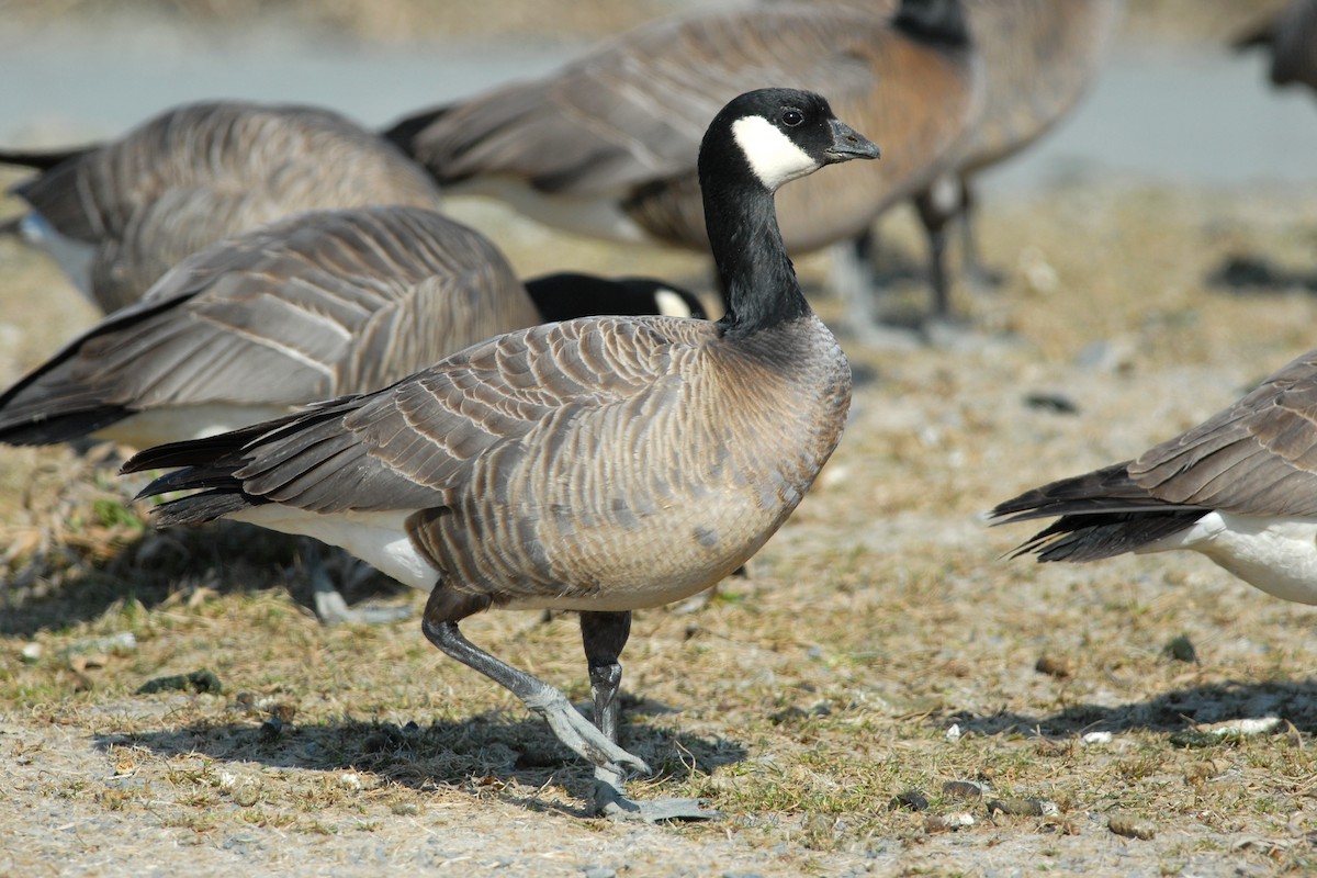 Cackling Goose (minima) - Cameron Eckert