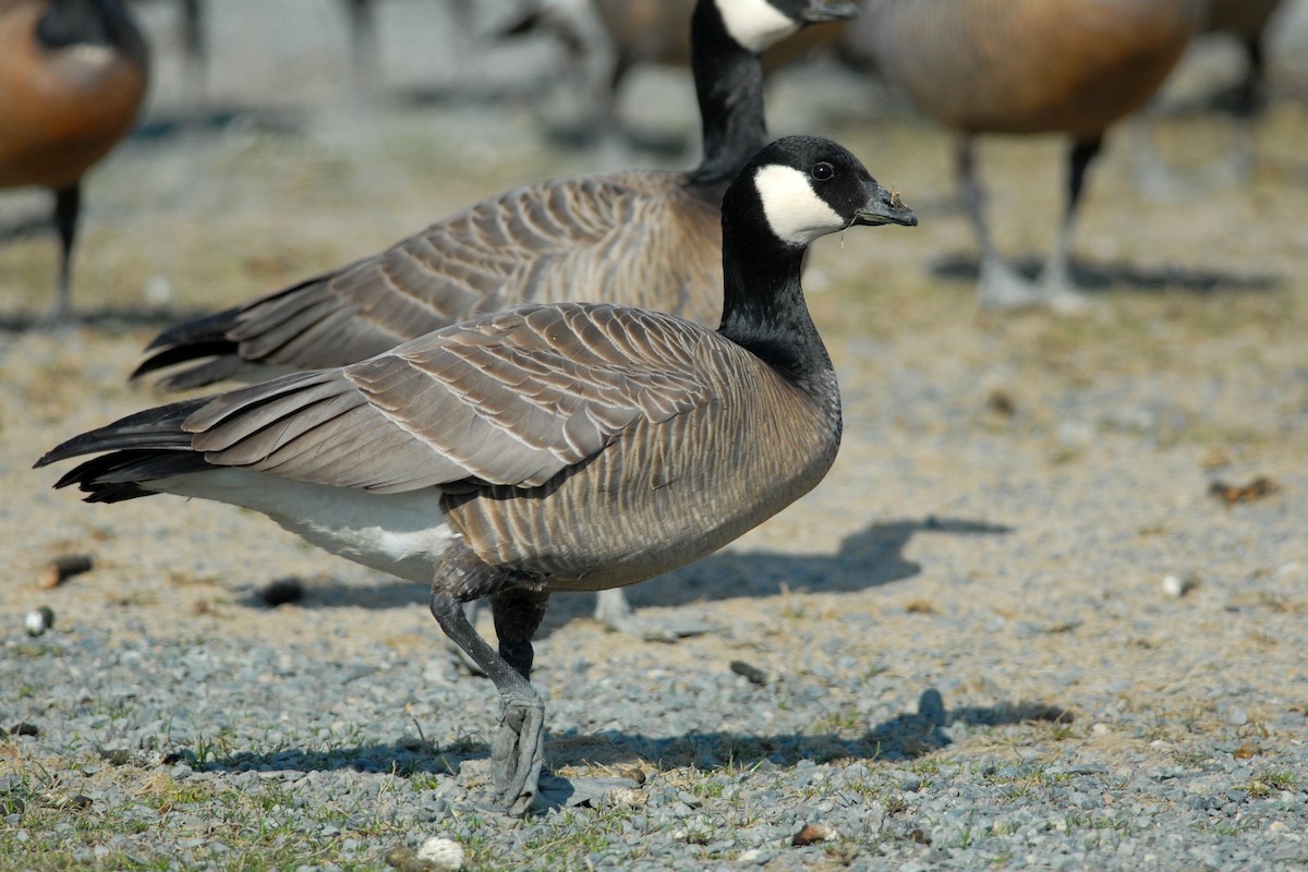 Cackling Goose (minima) - Cameron Eckert