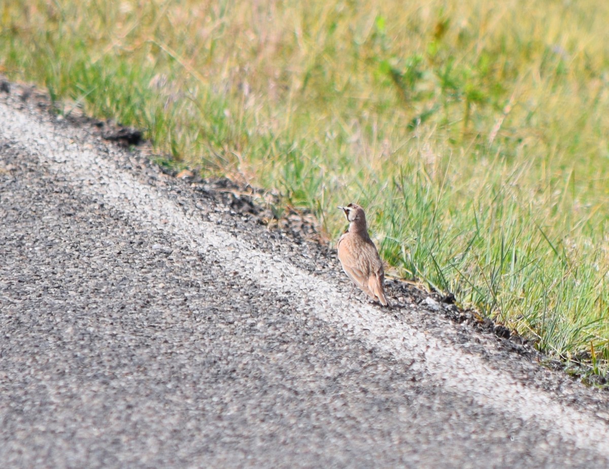 Horned Lark - ML70726951