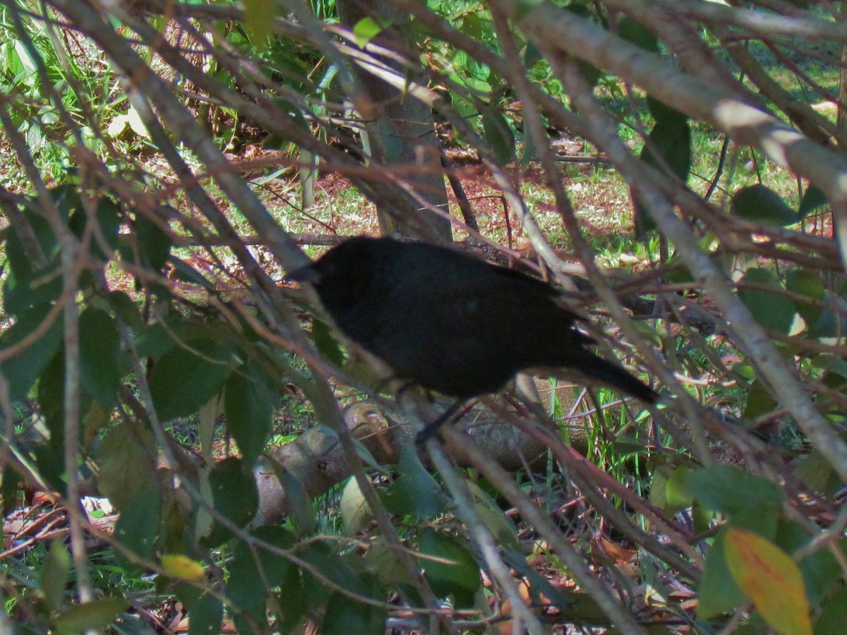 Chopi Blackbird - ML707285