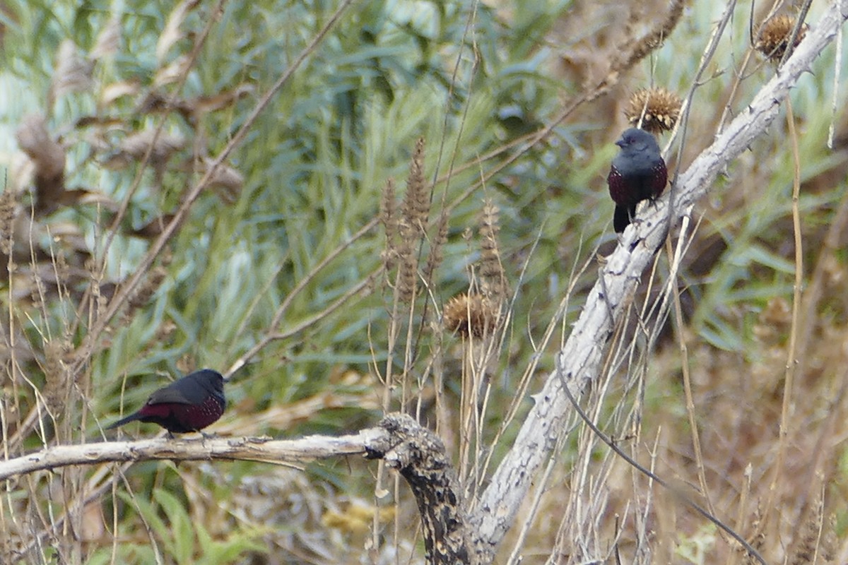 Dusky Twinspot (Angola) - Peter Kaestner