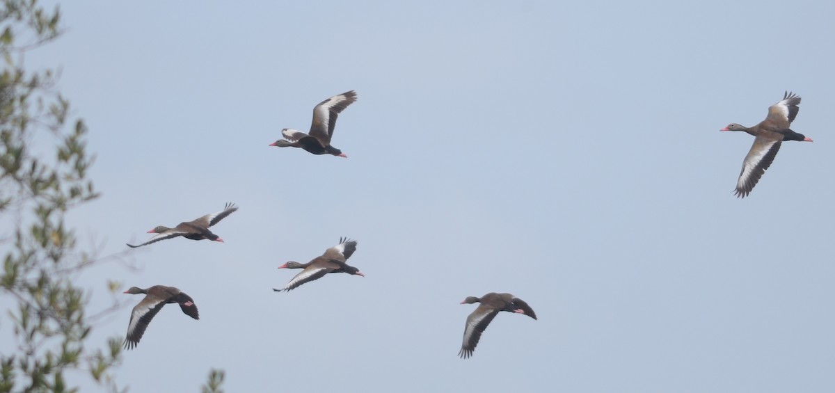 Black-bellied Whistling-Duck (autumnalis) - Nikolaj Mølgaard Thomsen