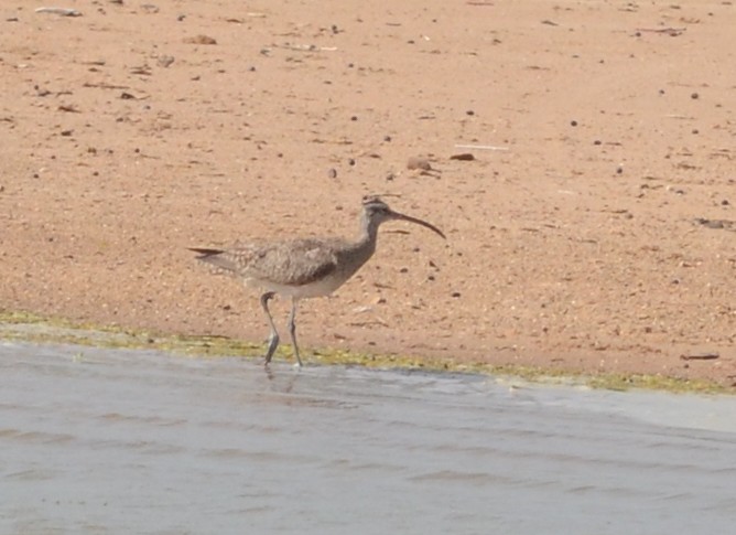 Whimbrel (Hudsonian) - Nikolaj Mølgaard Thomsen