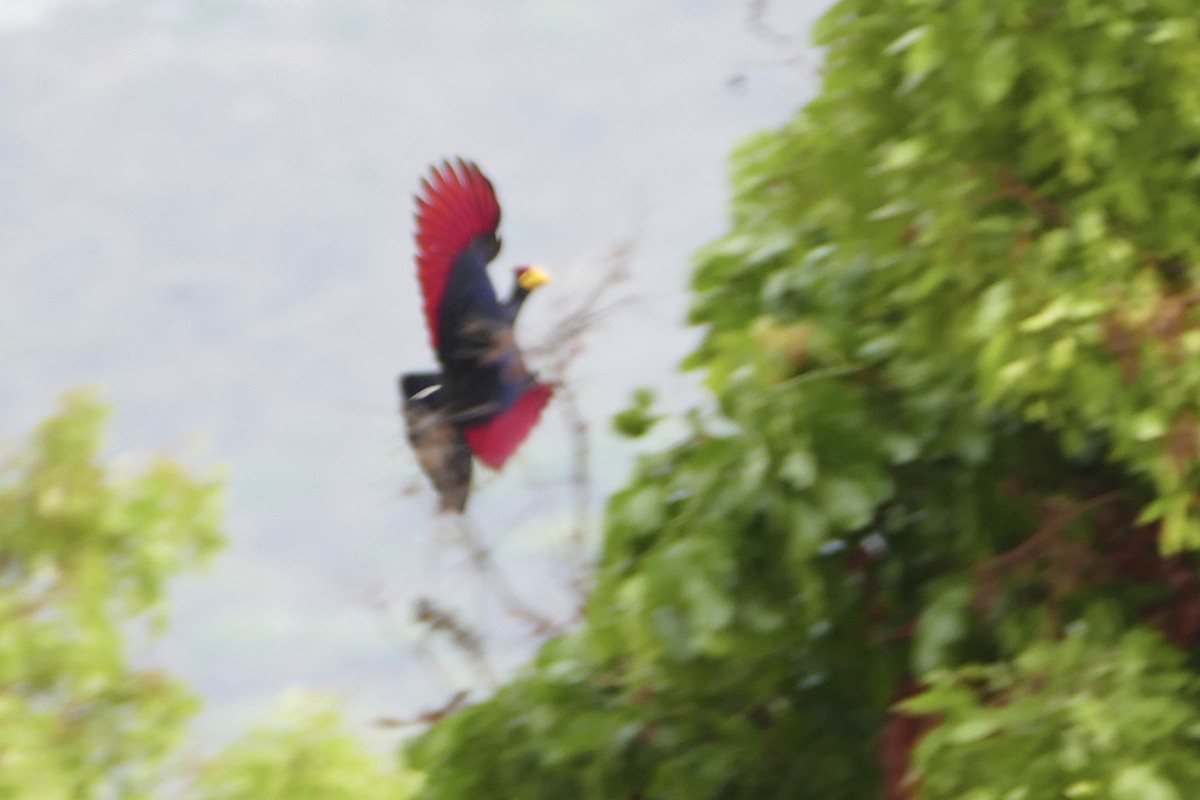 Ross's Turaco - ML70732251