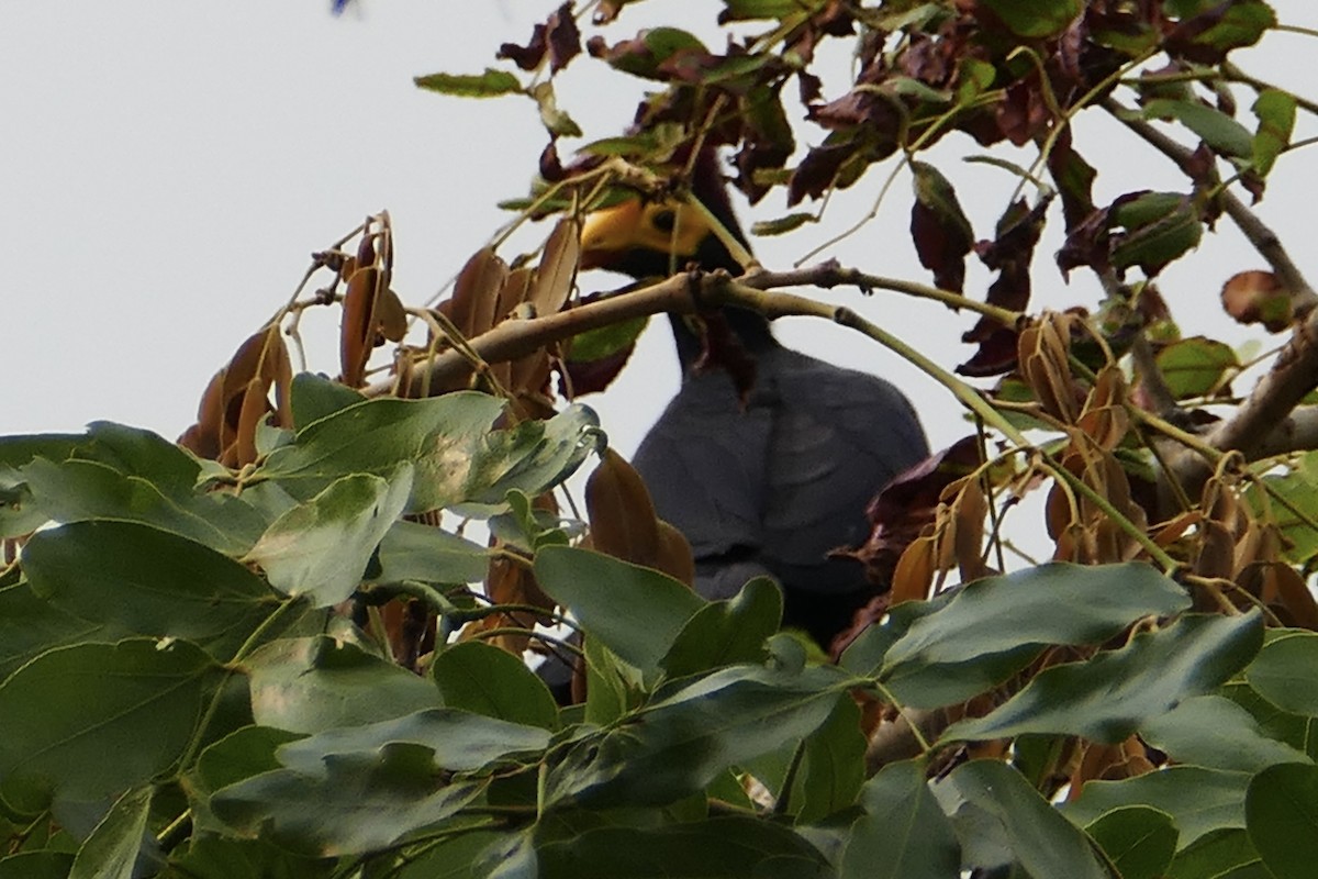 Ross's Turaco - ML70732271