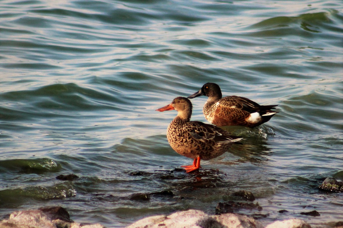 Northern Shoveler - ML70732551