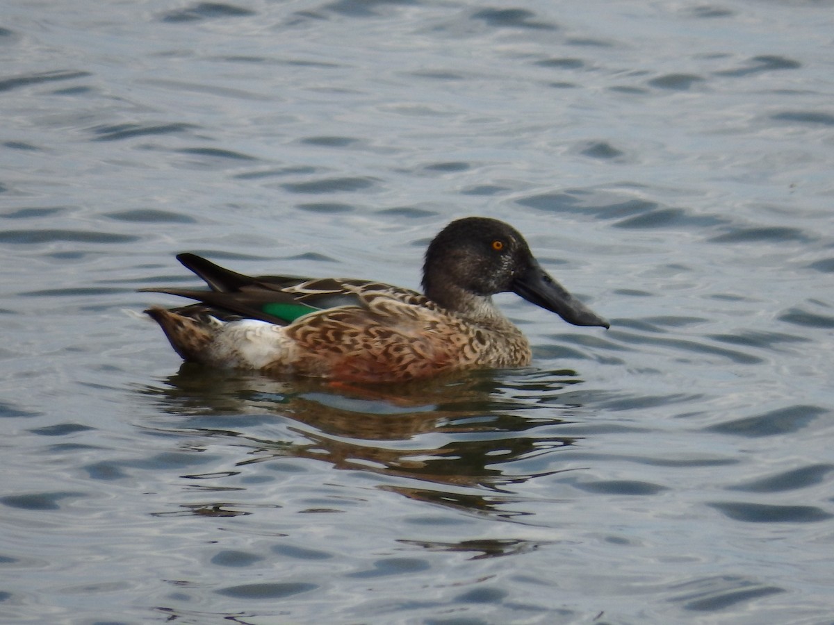 Northern Shoveler - ML70732561