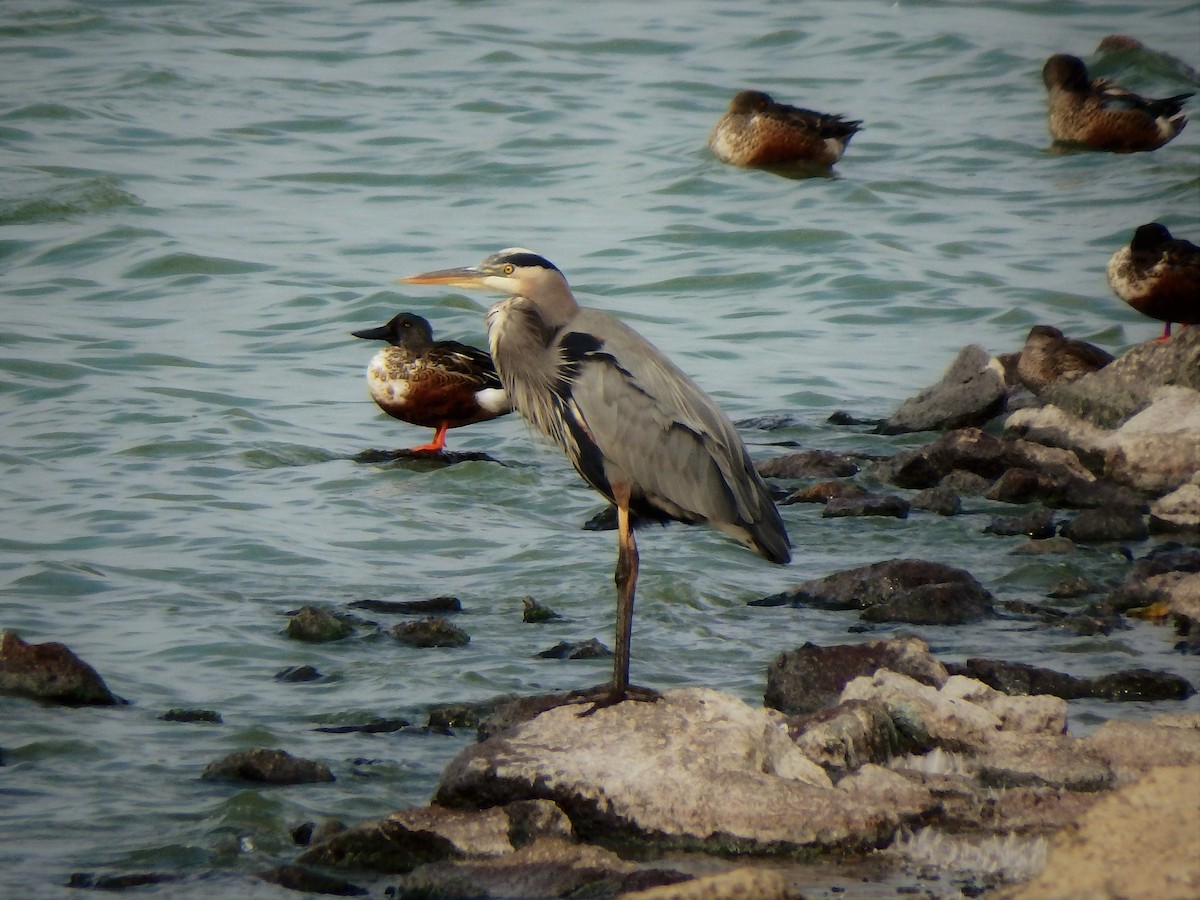 Great Blue Heron - ML70732611