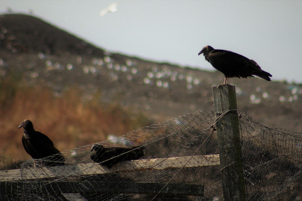 Turkey Vulture - Amy Lyyski