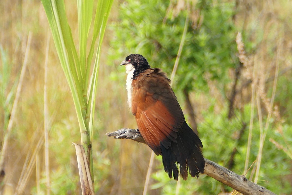 Coppery-tailed Coucal - ML70732711