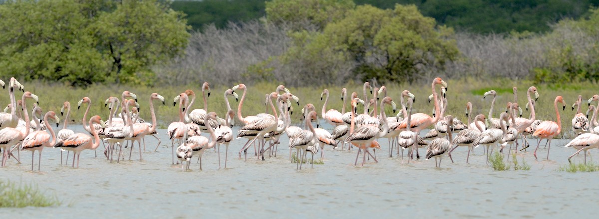 American Flamingo - ML70732761