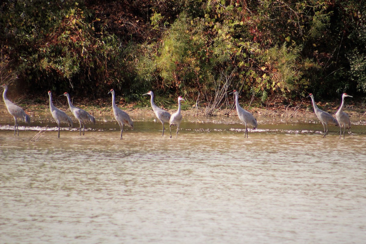 Sandhill Crane - ML70732791