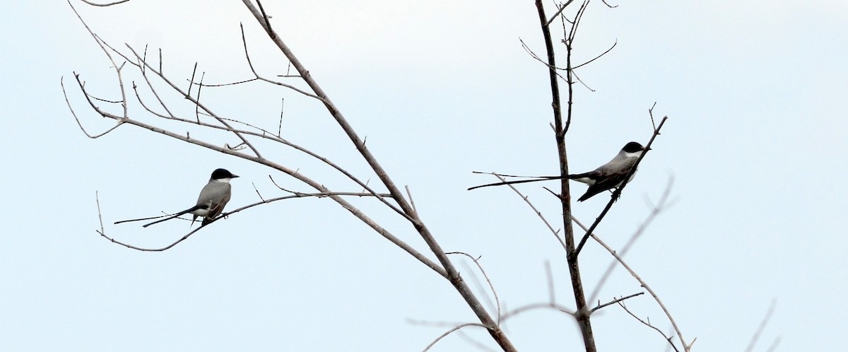 Fork-tailed Flycatcher - Nikolaj Mølgaard Thomsen