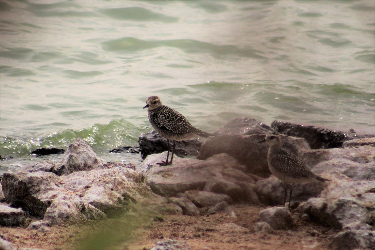 Black-bellied Plover - ML70732851