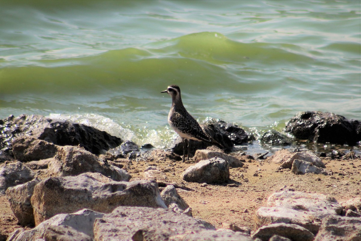 American Golden-Plover - ML70732911