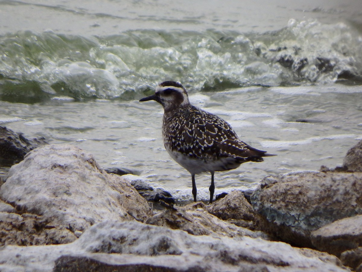 American Golden-Plover - ML70732951