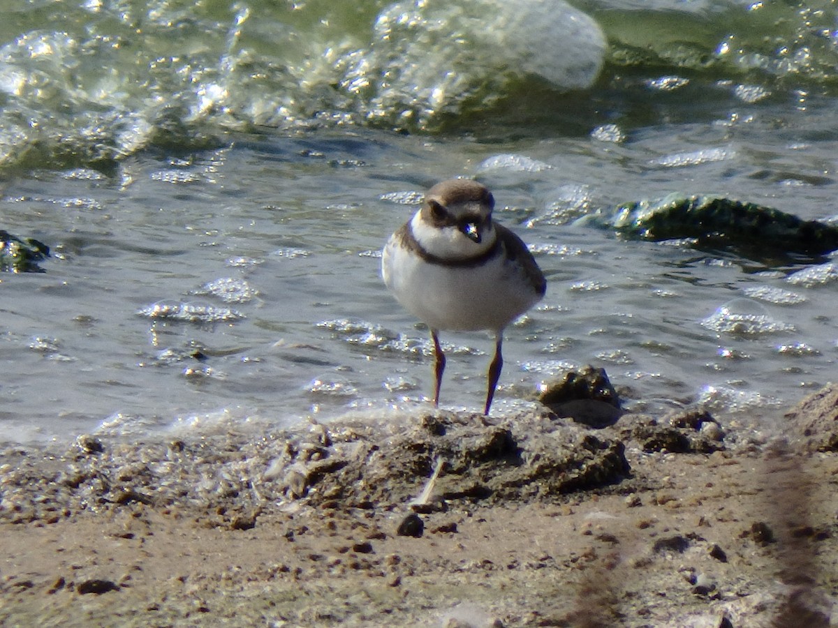 Semipalmated Plover - Amy Lyyski