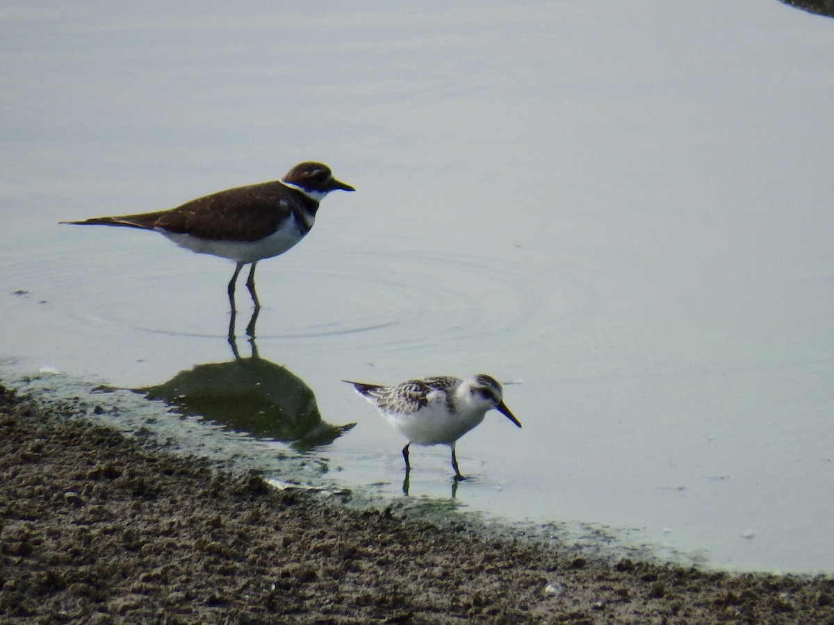 Sanderling - ML70733101