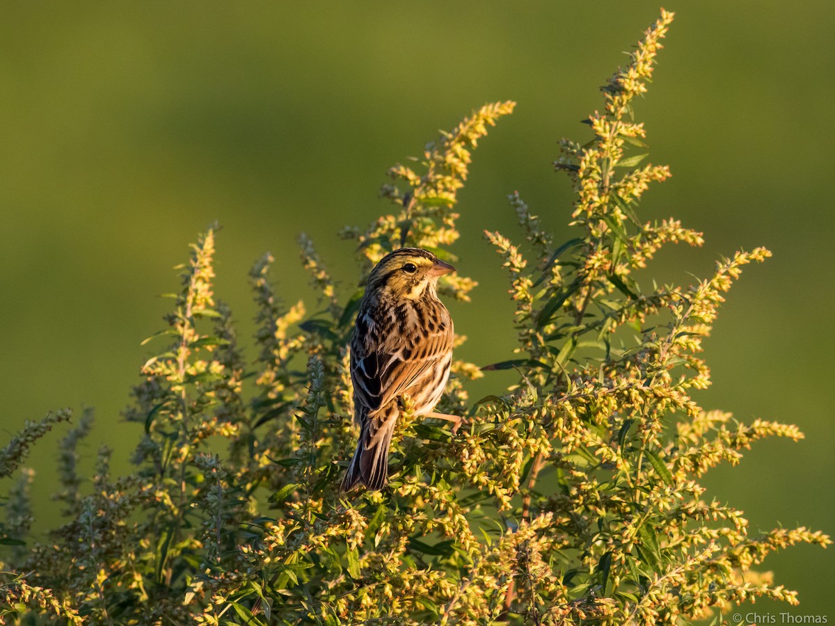 Savannah Sparrow - ML70733421