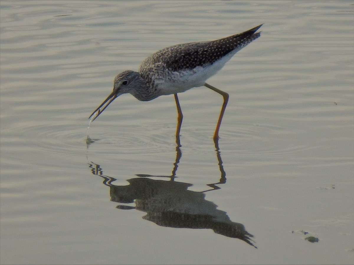 Greater Yellowlegs - ML70734101